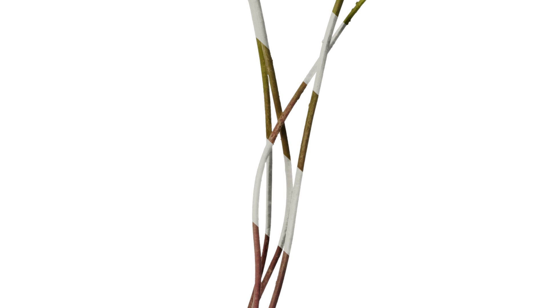 Anydrafts Centella asiatica Atlas 01 Texture_6