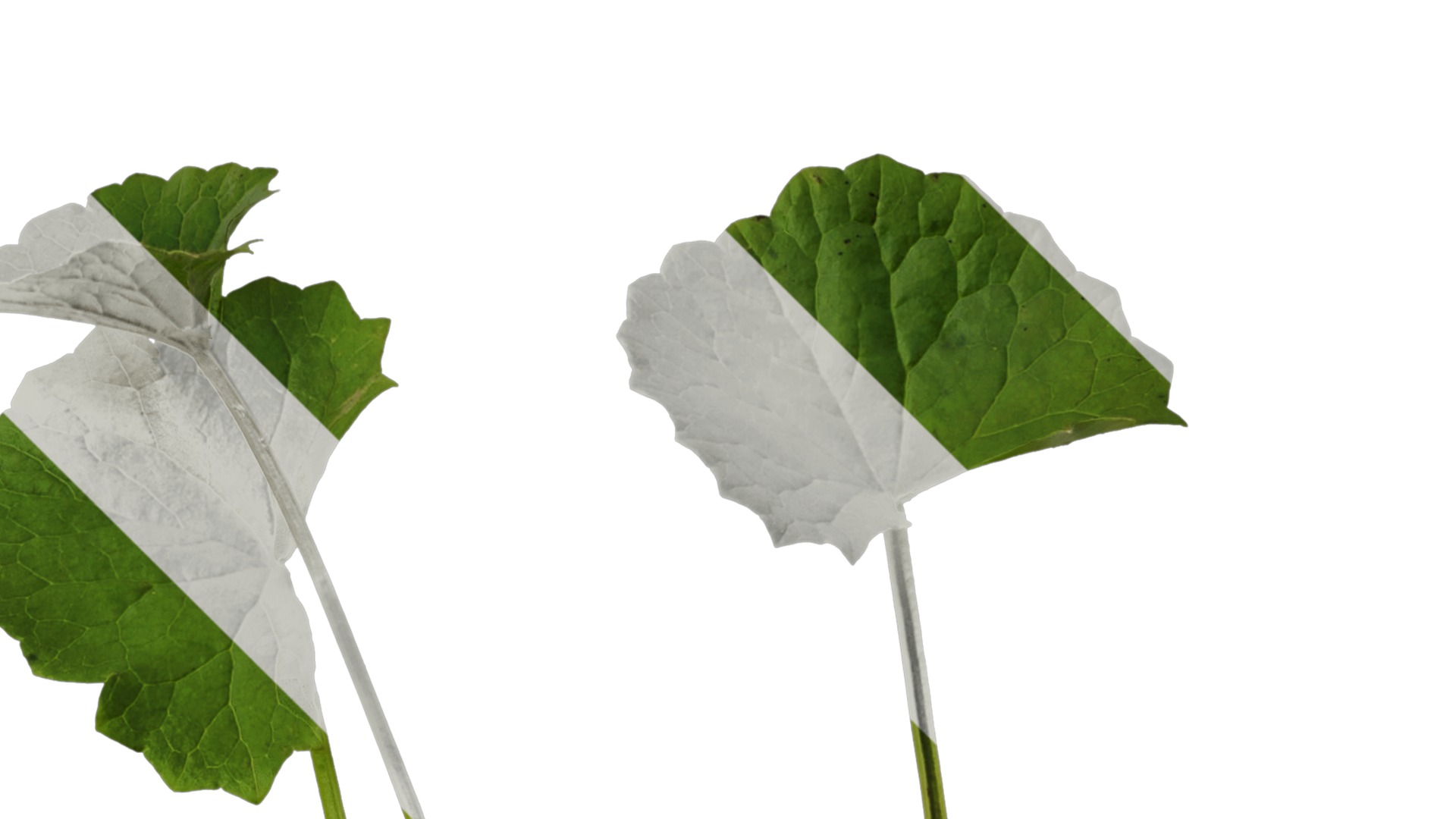 Anydrafts Centella asiatica Atlas 01 Texture_2