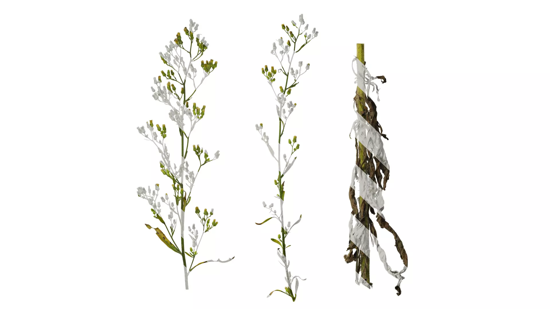 Anydrafts Conyza japonica Atlas 01 Texture