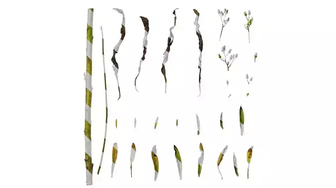 Anydrafts Conyza japonica Atlas 02