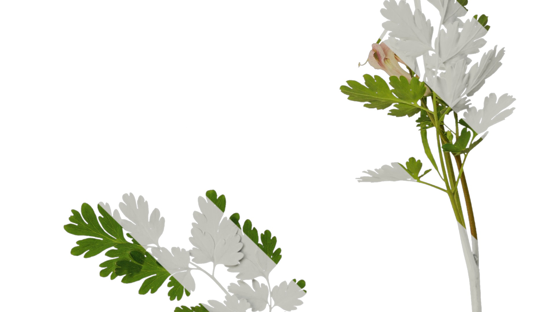 Anydrafts Corydalis edulis Atlas 01 Texture_4