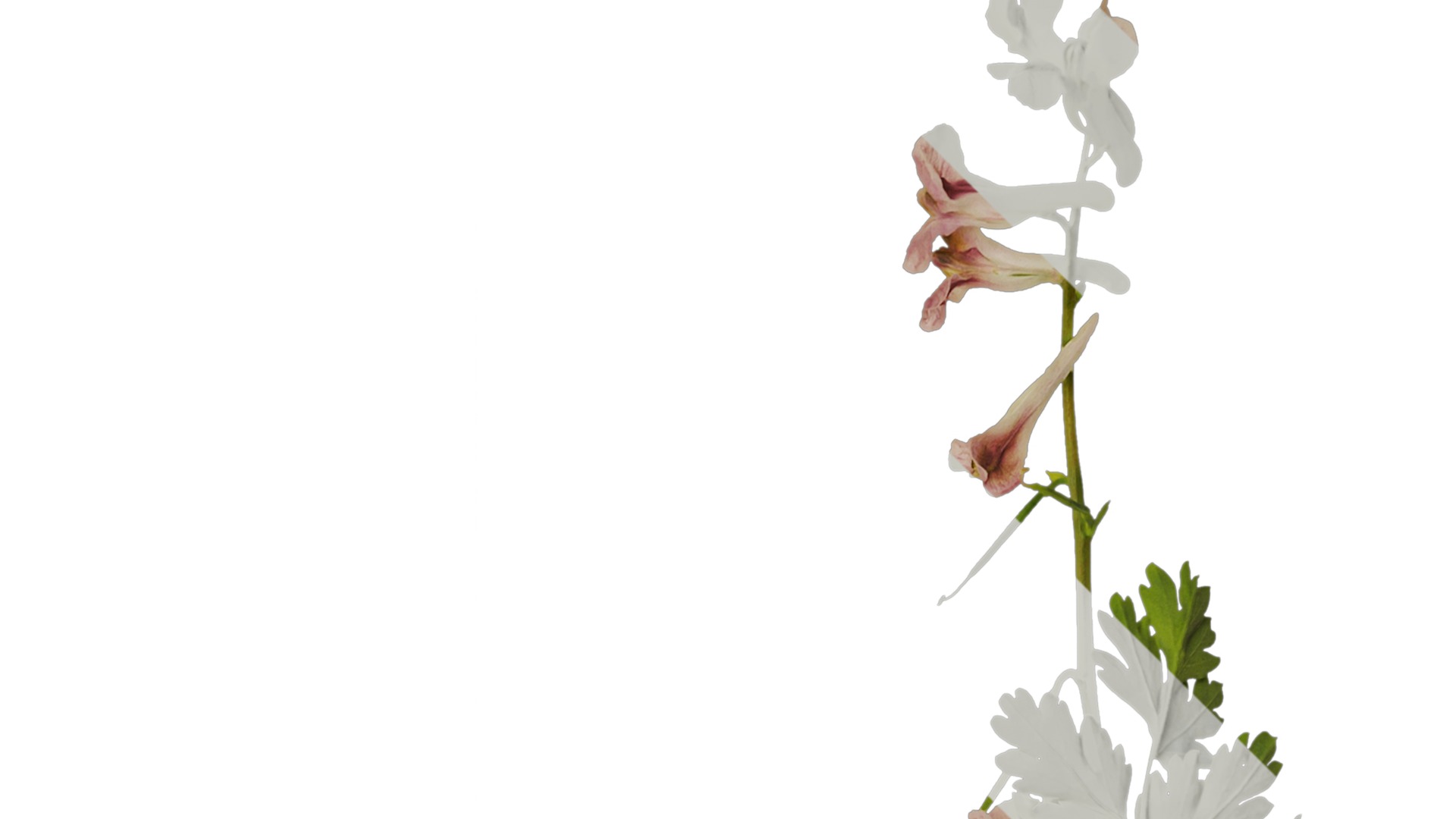 Anydrafts Corydalis edulis Atlas 01 Texture_2