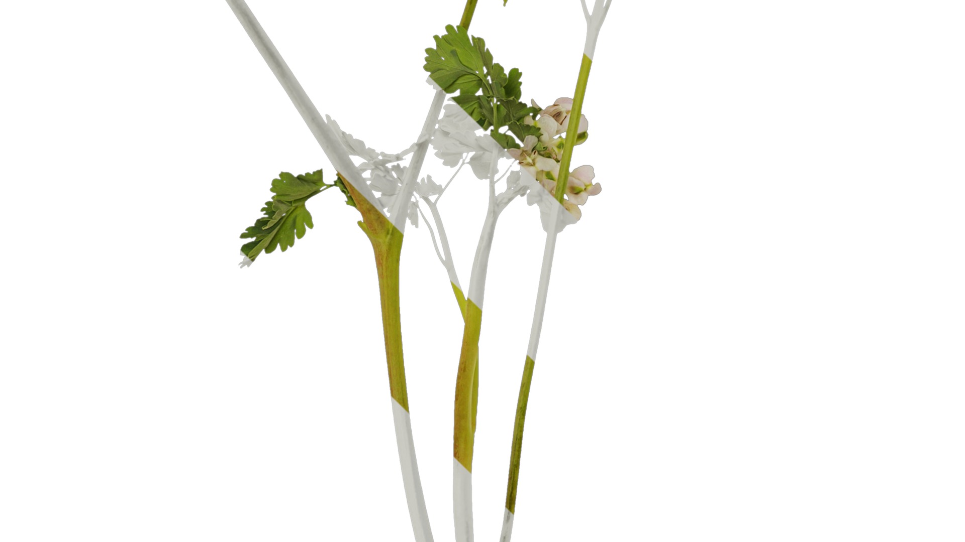 Anydrafts Corydalis edulis Atlas 01 Texture_5