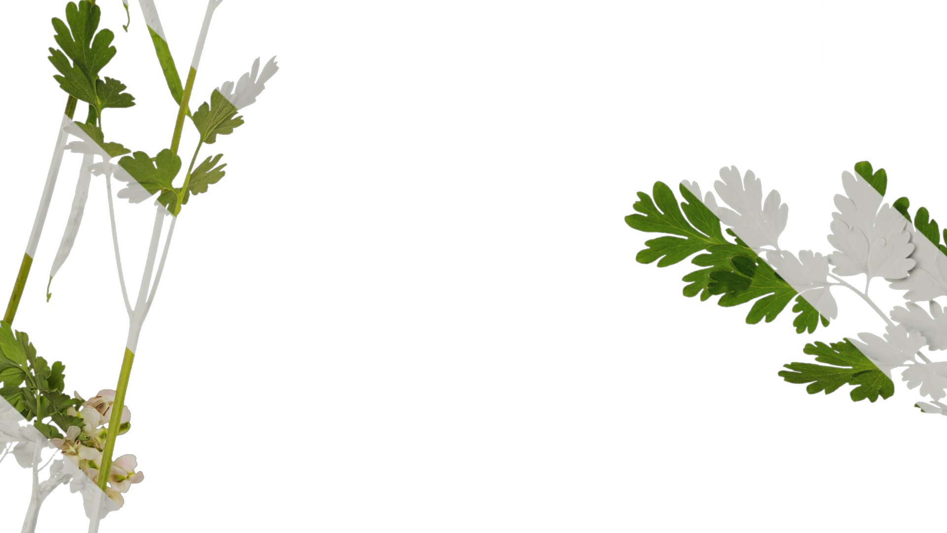 Anydrafts Corydalis edulis Atlas 01 Texture_7