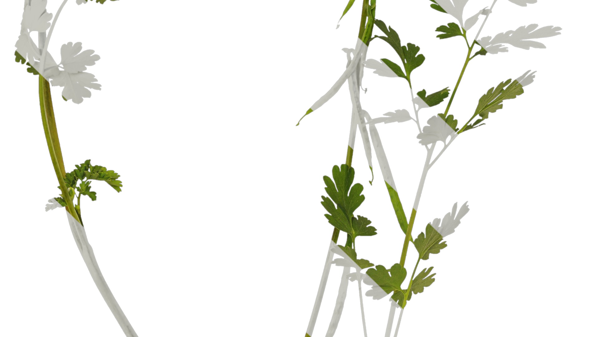 Anydrafts Corydalis edulis Atlas 01 Texture_3