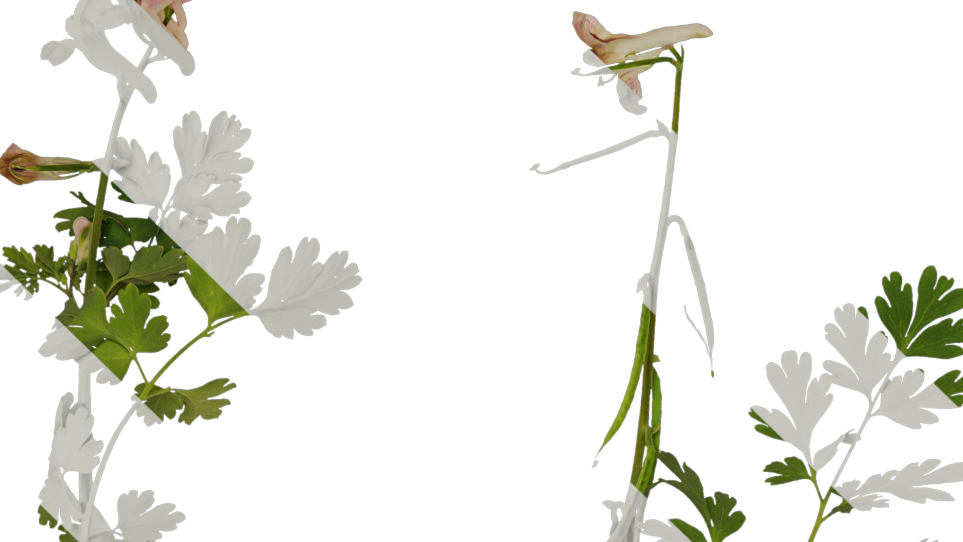 Anydrafts Corydalis edulis Atlas 01 Texture_1