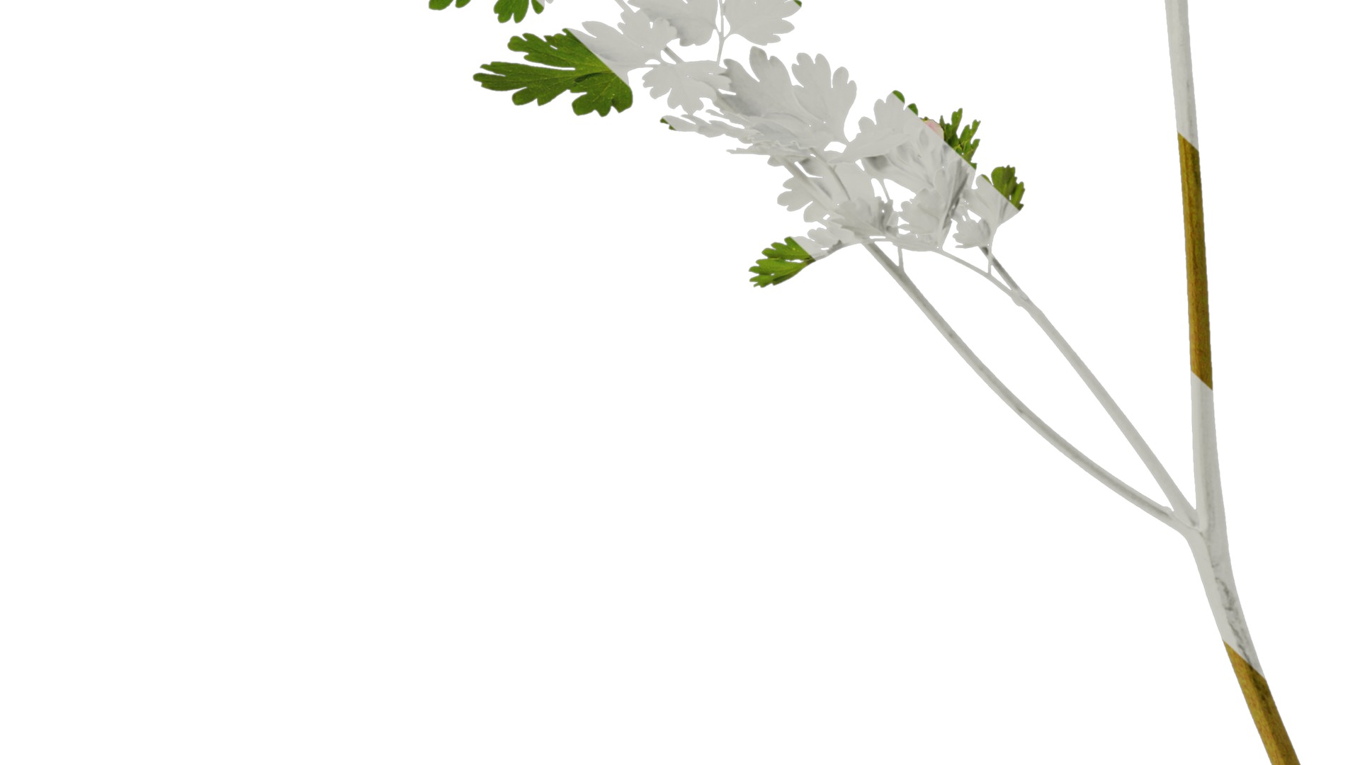 Anydrafts Corydalis edulis Atlas 01 Texture_6