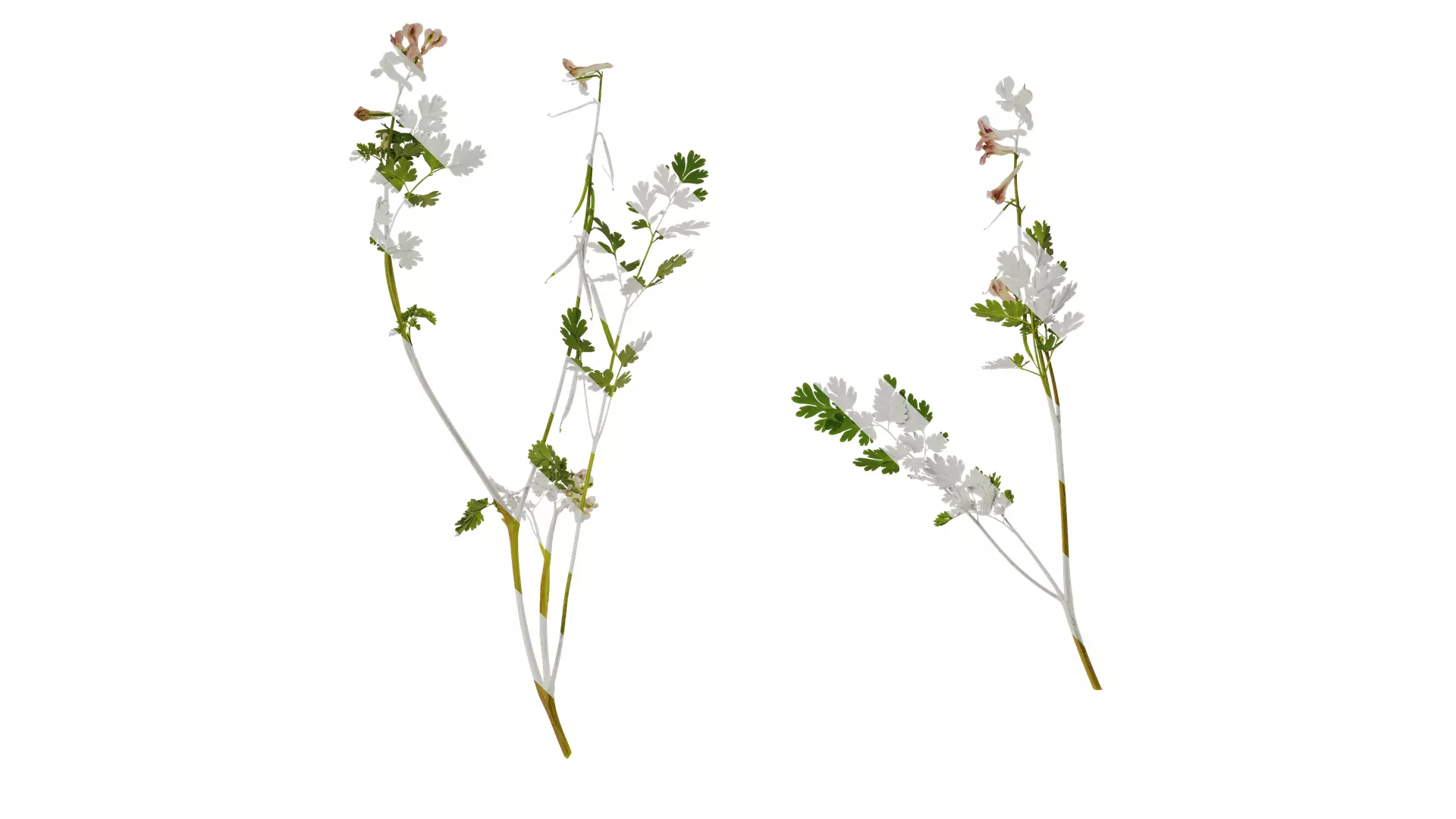 Anydrafts Corydalis edulis Atlas 01 Texture_0