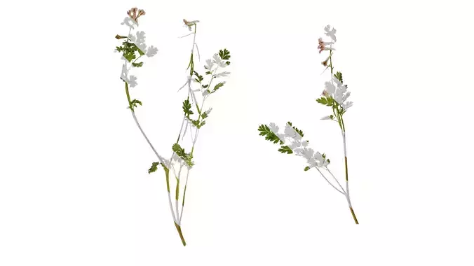 Anydrafts Corydalis edulis Atlas 01