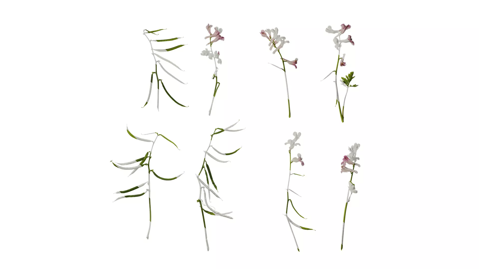 Anydrafts Corydalis edulis Atlas 06 Texture