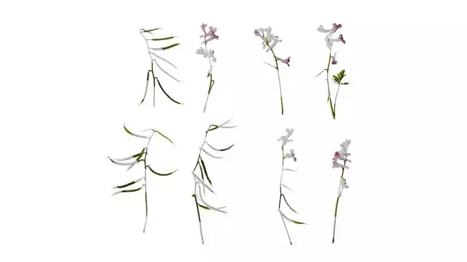 Anydrafts Corydalis edulis Atlas 06