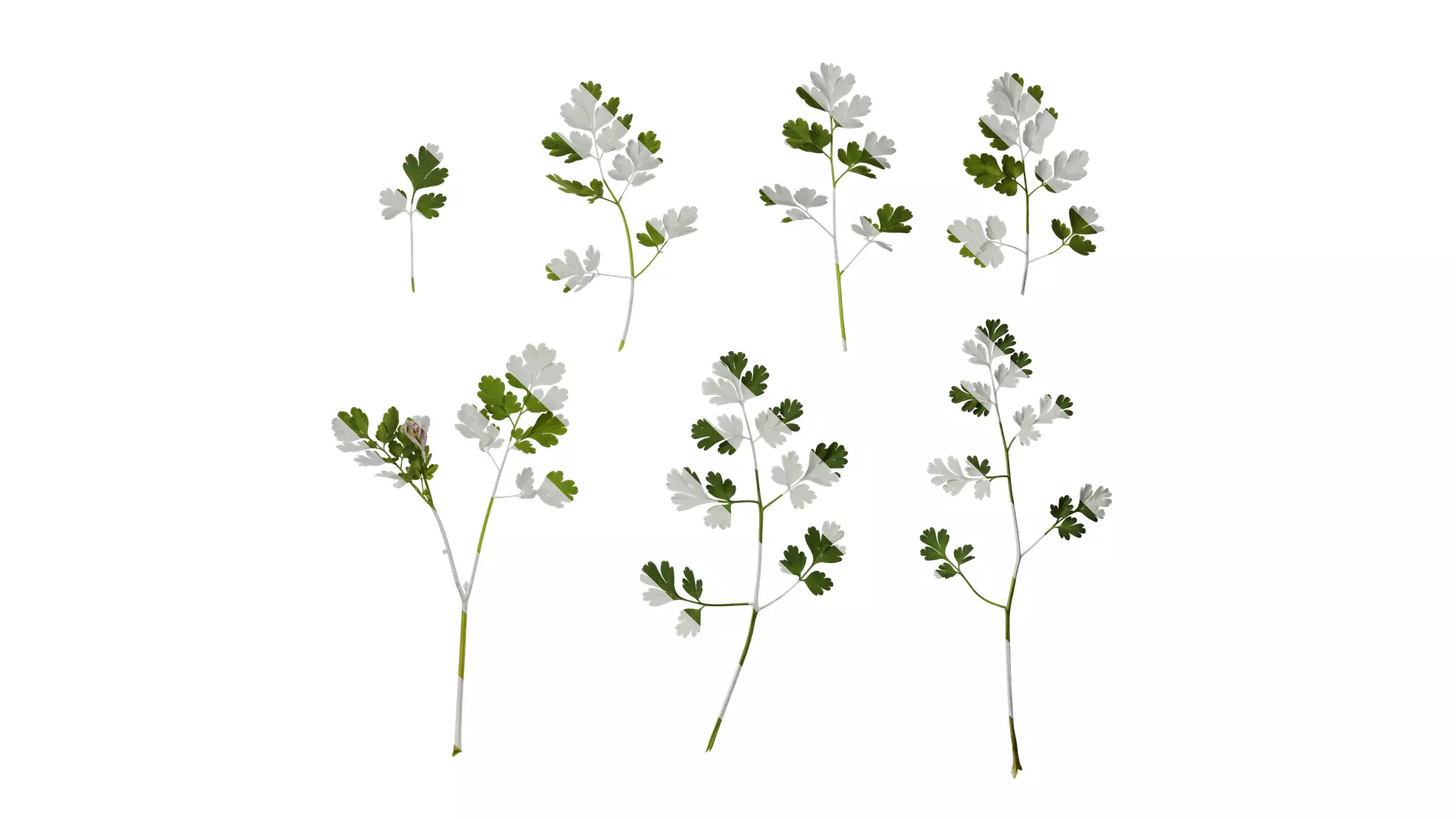 Anydrafts Corydalis edulis Atlas 07 Texture