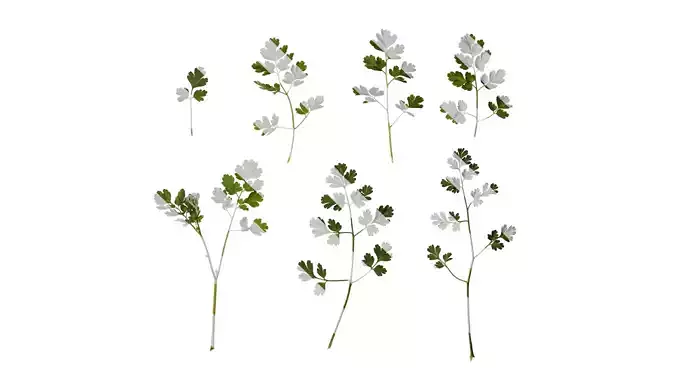 Anydrafts Corydalis edulis Atlas 07