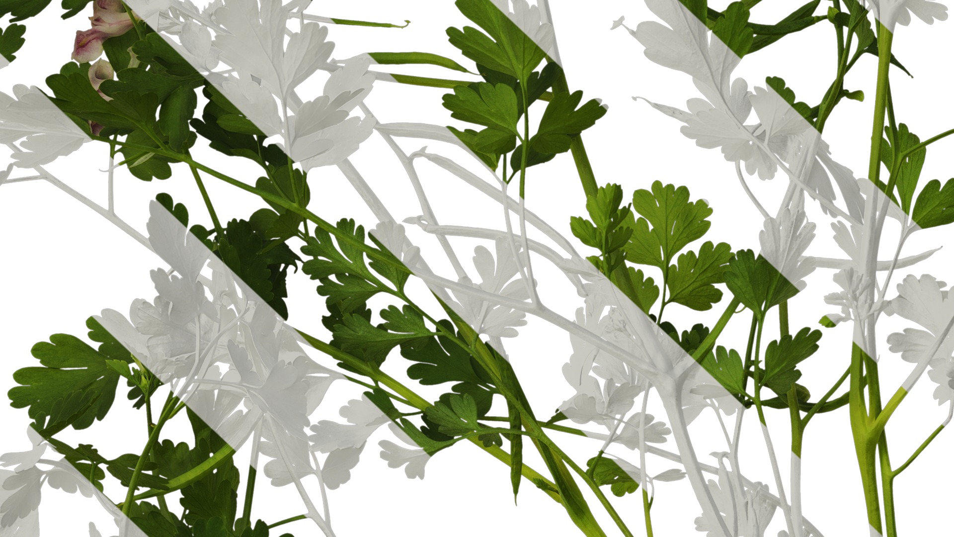 Anydrafts Corydalis edulis Atlas 08 Texture_7