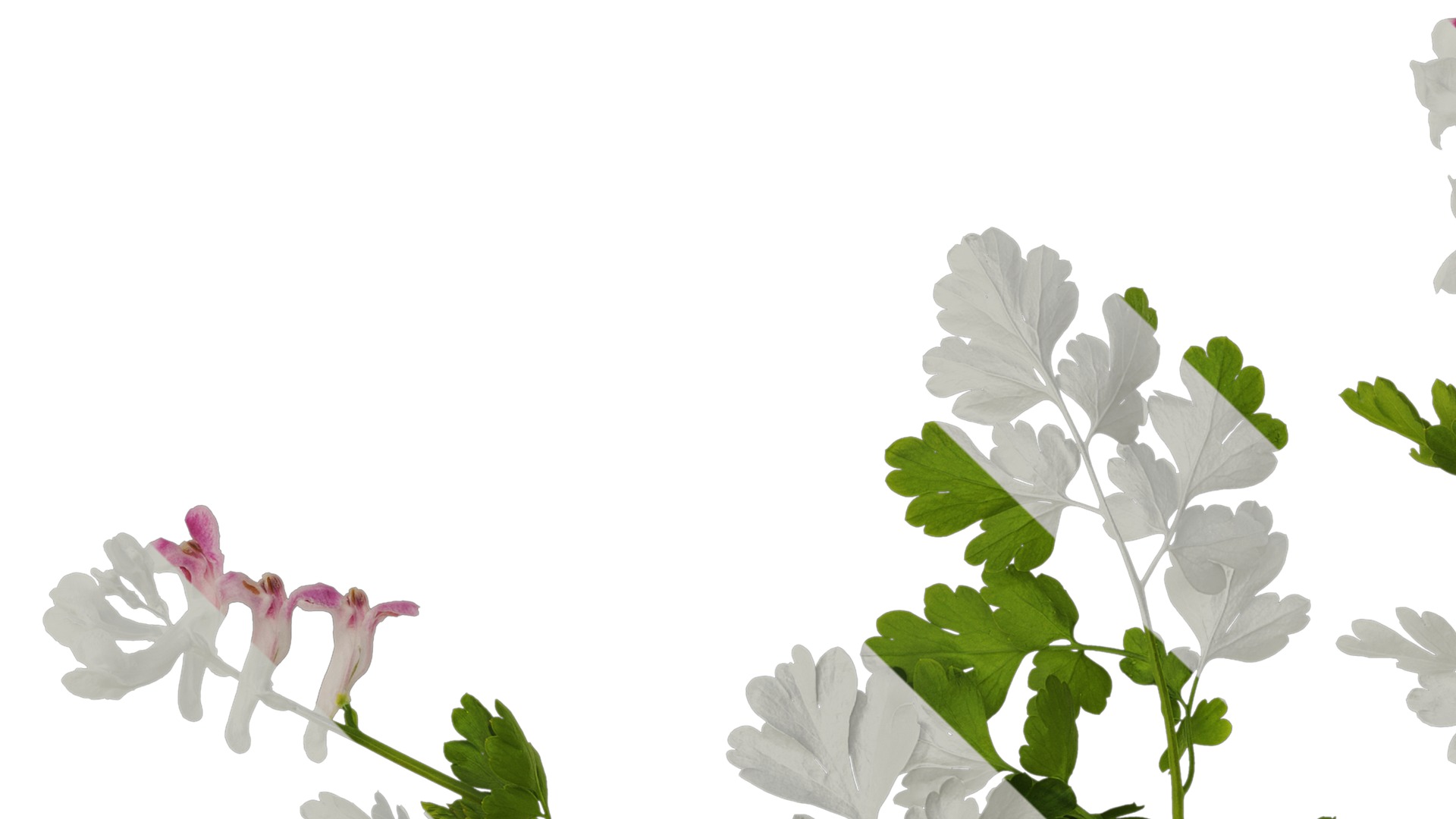 Anydrafts Corydalis edulis Atlas 08 Texture_1