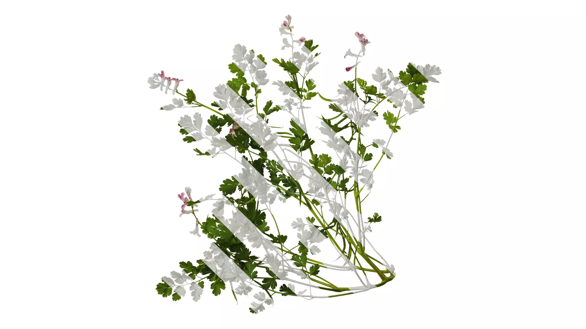 Anydrafts Corydalis edulis Atlas 08 Texture_0