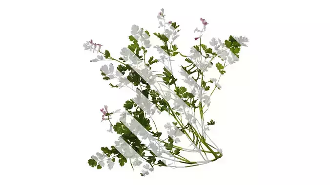 Anydrafts Corydalis edulis Atlas 08