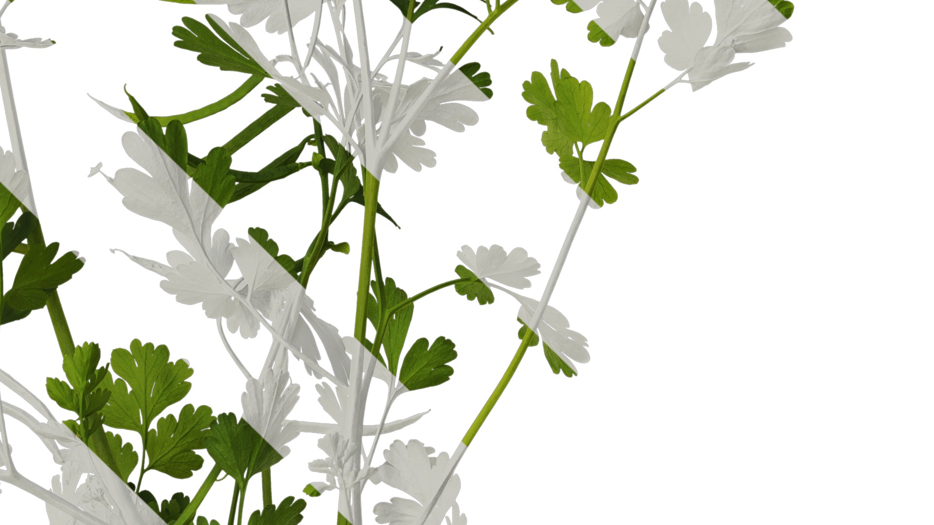 Anydrafts Corydalis edulis Atlas 08 Texture_4