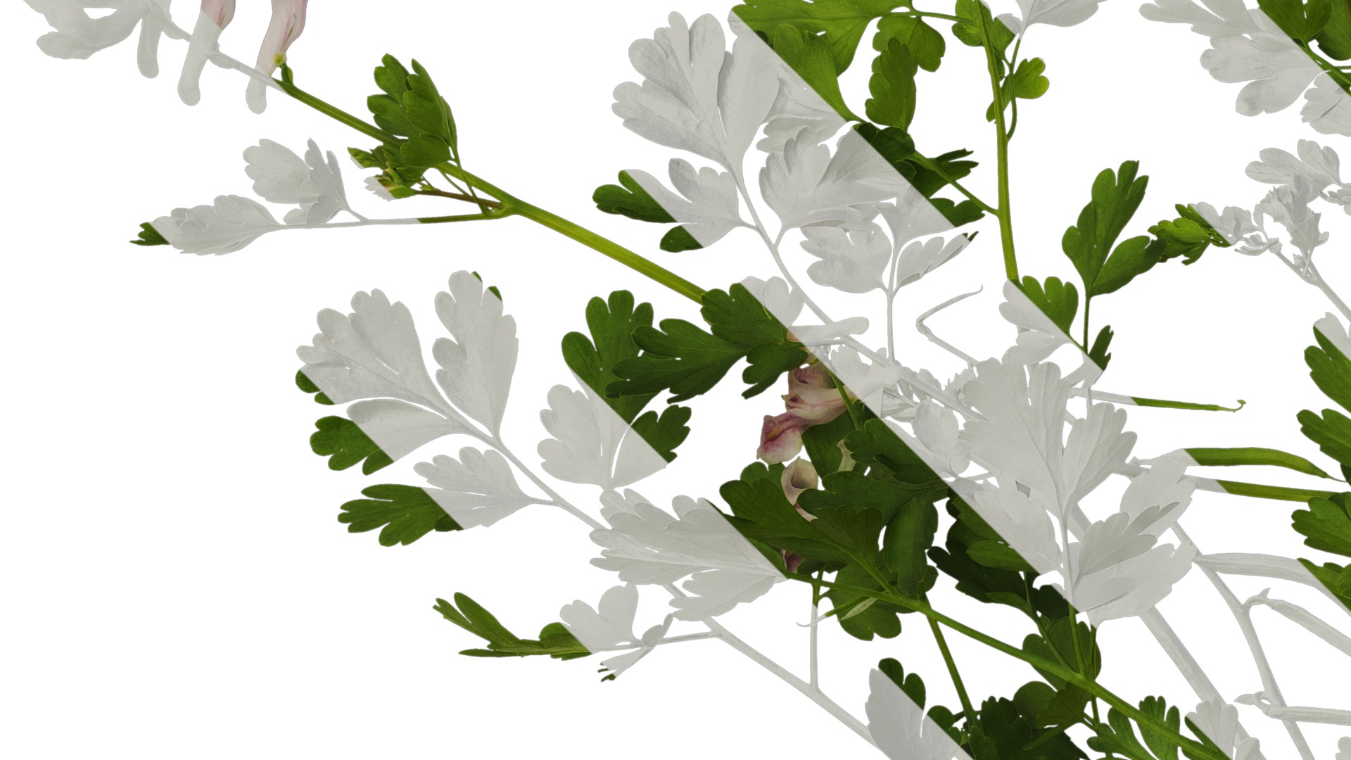 Anydrafts Corydalis edulis Atlas 08 Texture_3