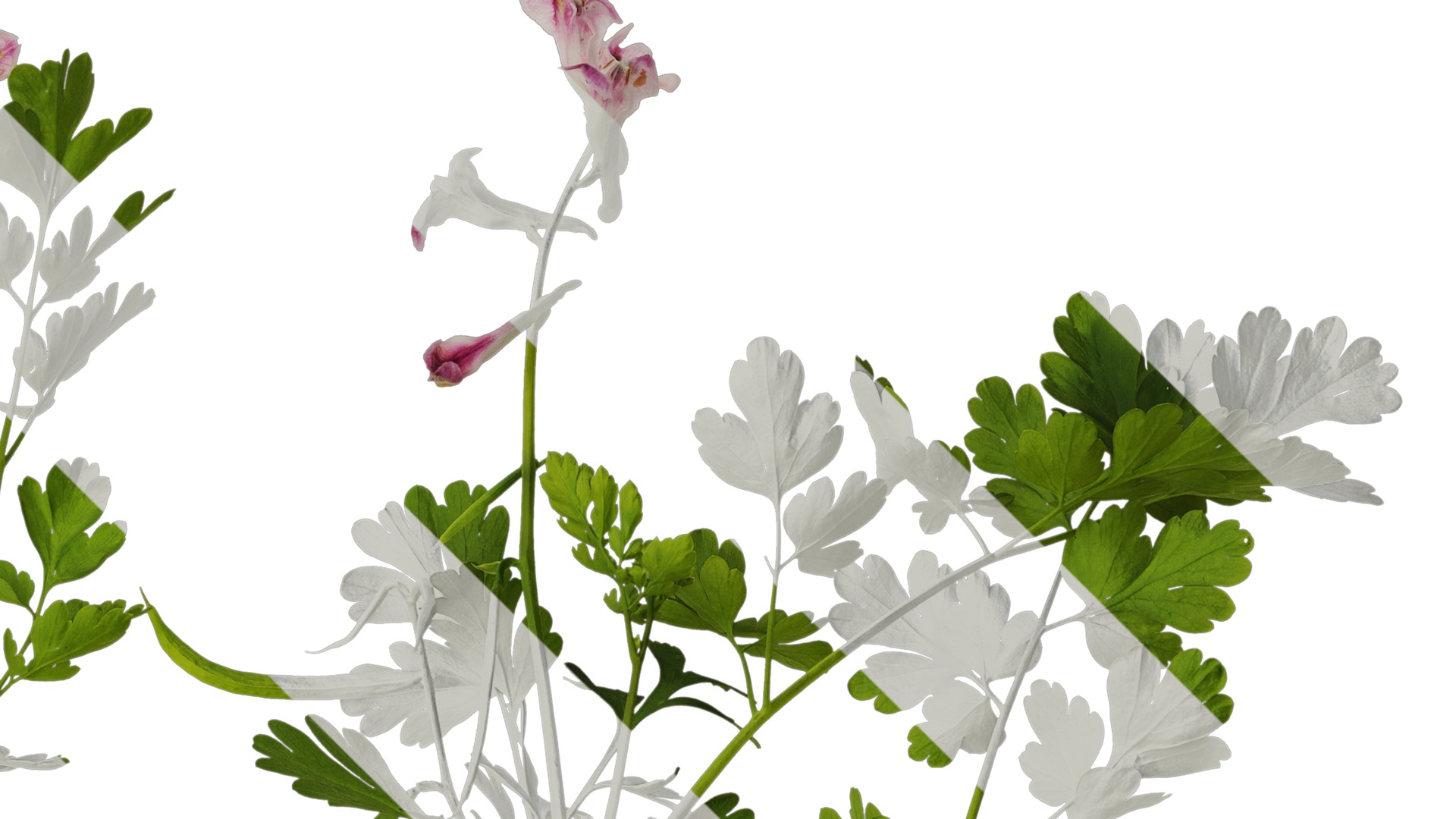 Anydrafts Corydalis edulis Atlas 08 Texture_2