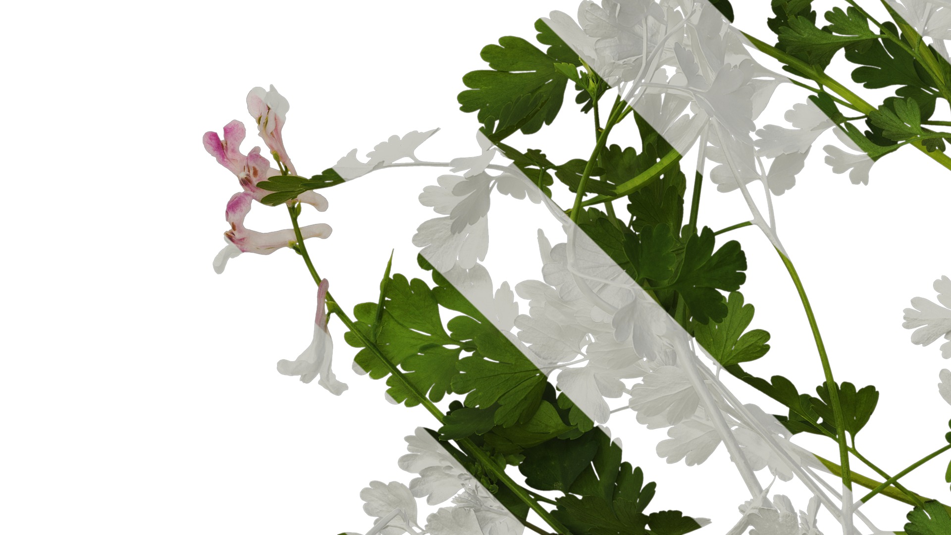 Anydrafts Corydalis edulis Atlas 08 Texture_5