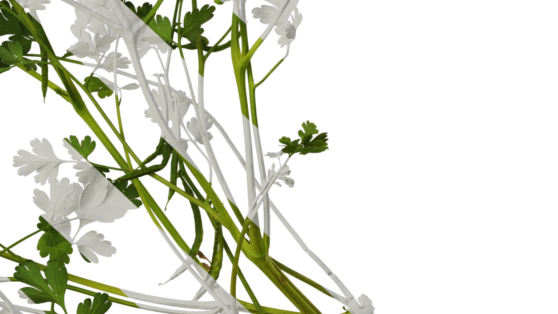 Anydrafts Corydalis edulis Atlas 08 Texture_6