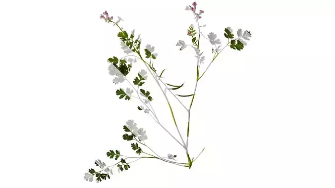 Anydrafts Corydalis edulis Atlas 09