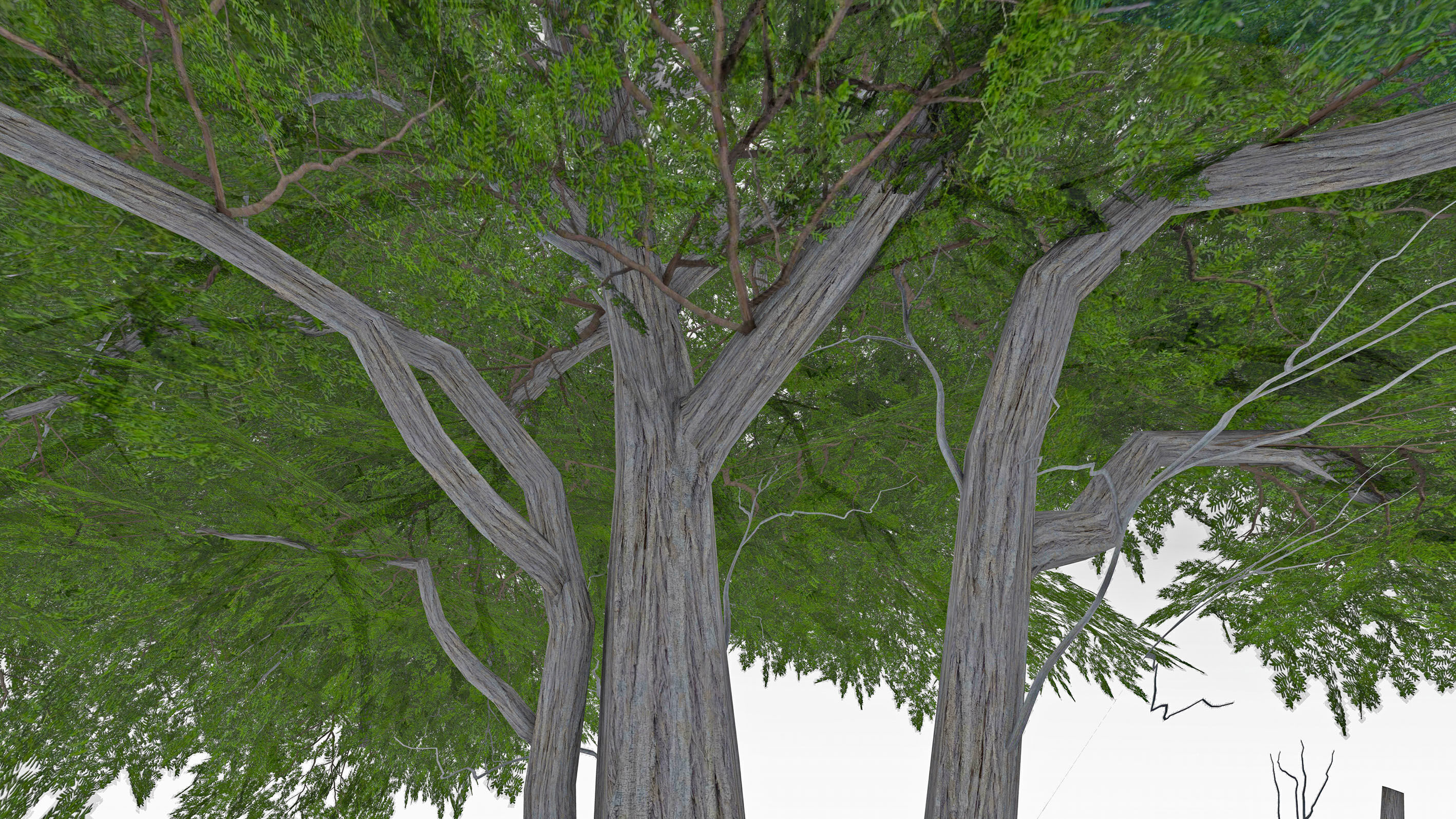 Acacia Tree-S13 3D model_6