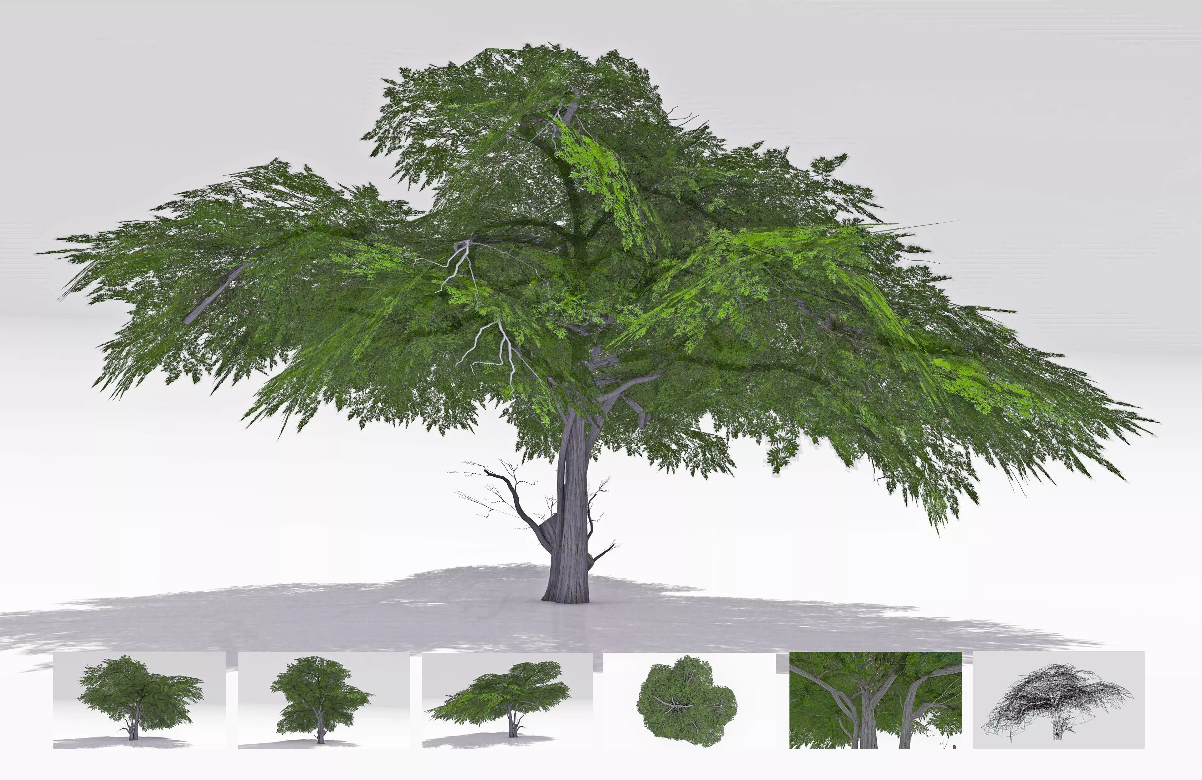 Acacia Tree-S13 3D model_0