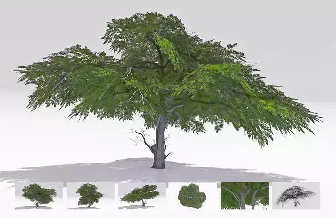 Acacia Tree-S13 3D model