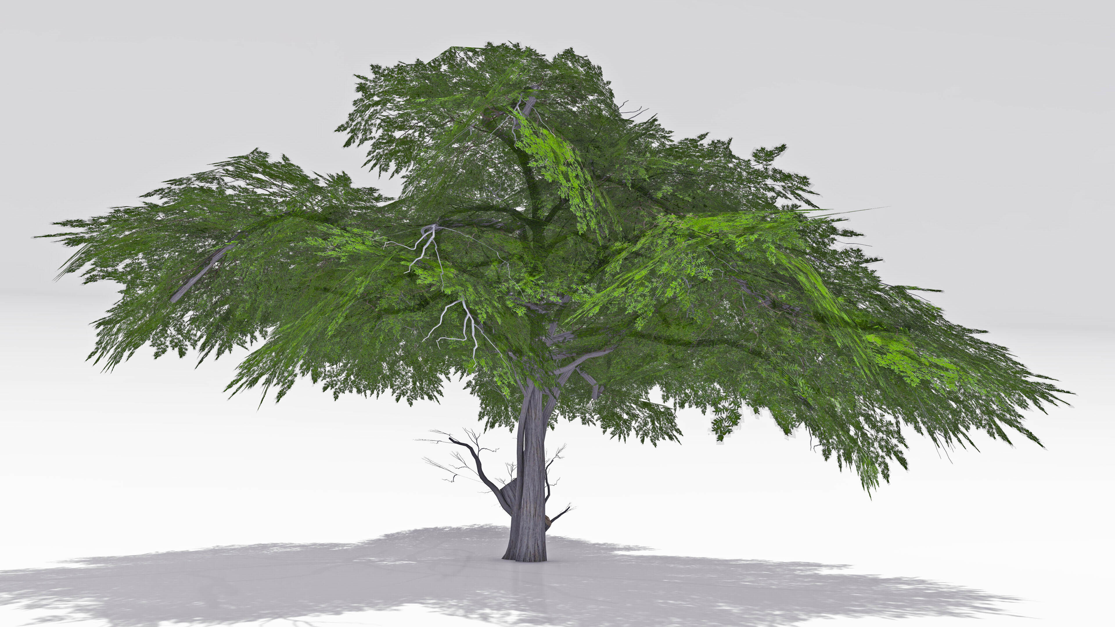 Acacia Tree-S13 3D model_1