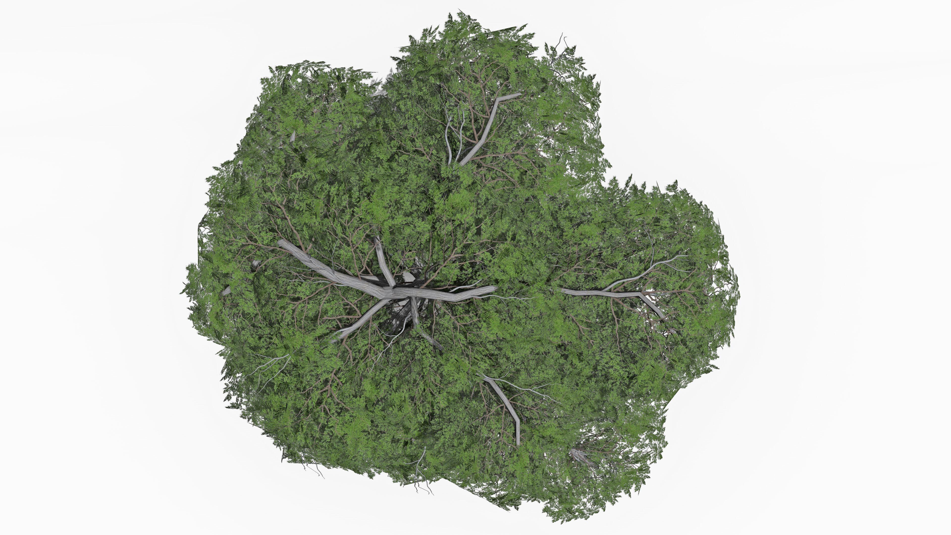 Acacia Tree-S13 3D model_5