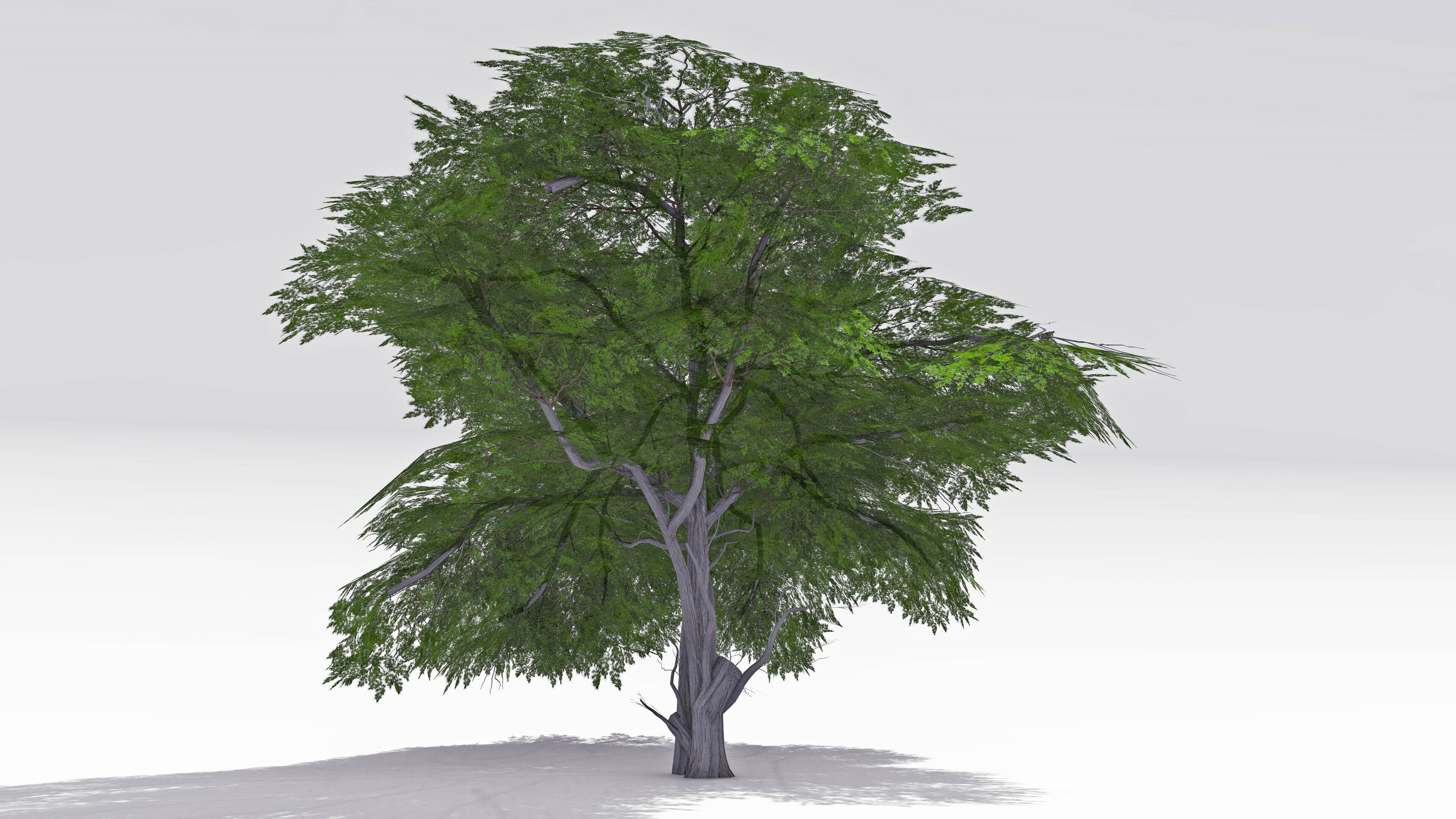 Acacia Tree-S13 3D model_3