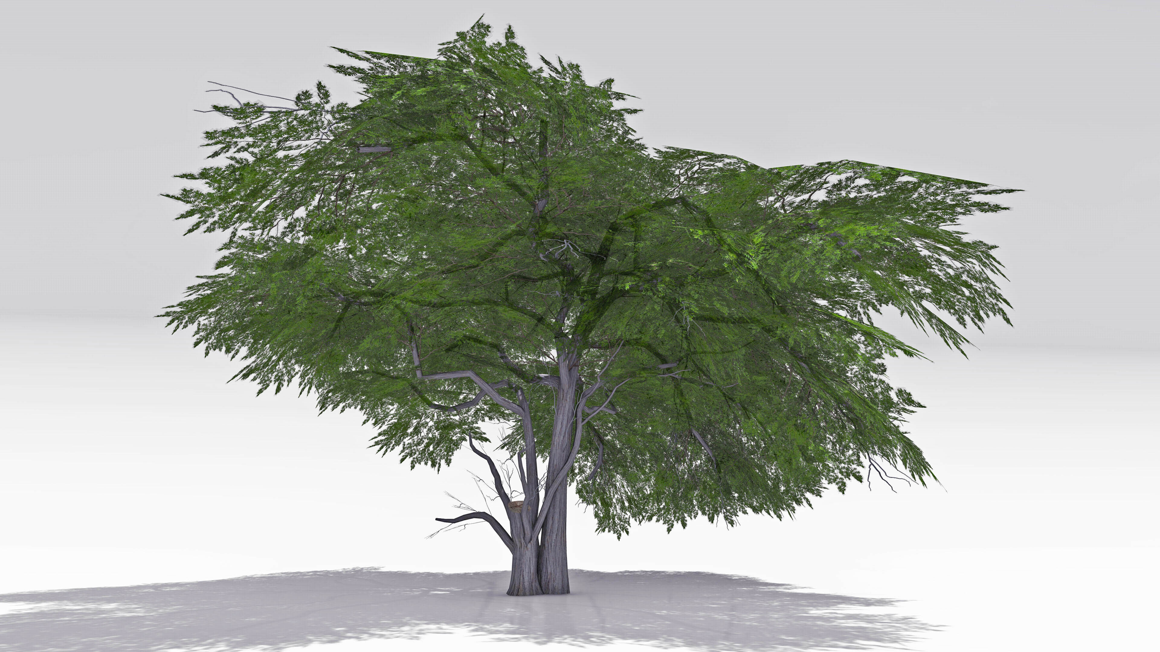 Acacia Tree-S13 3D model_2