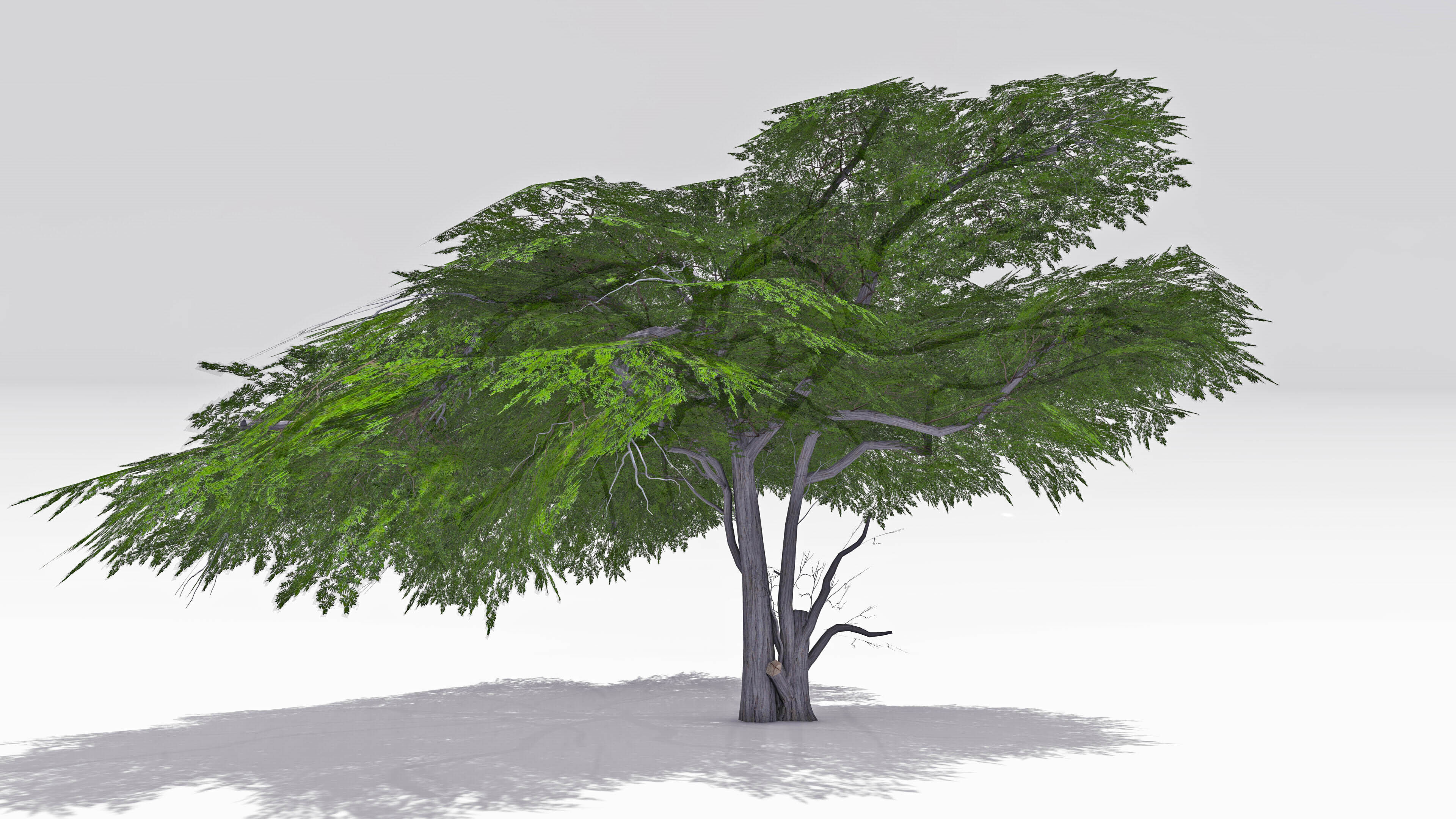 Acacia Tree-S13 3D model_4