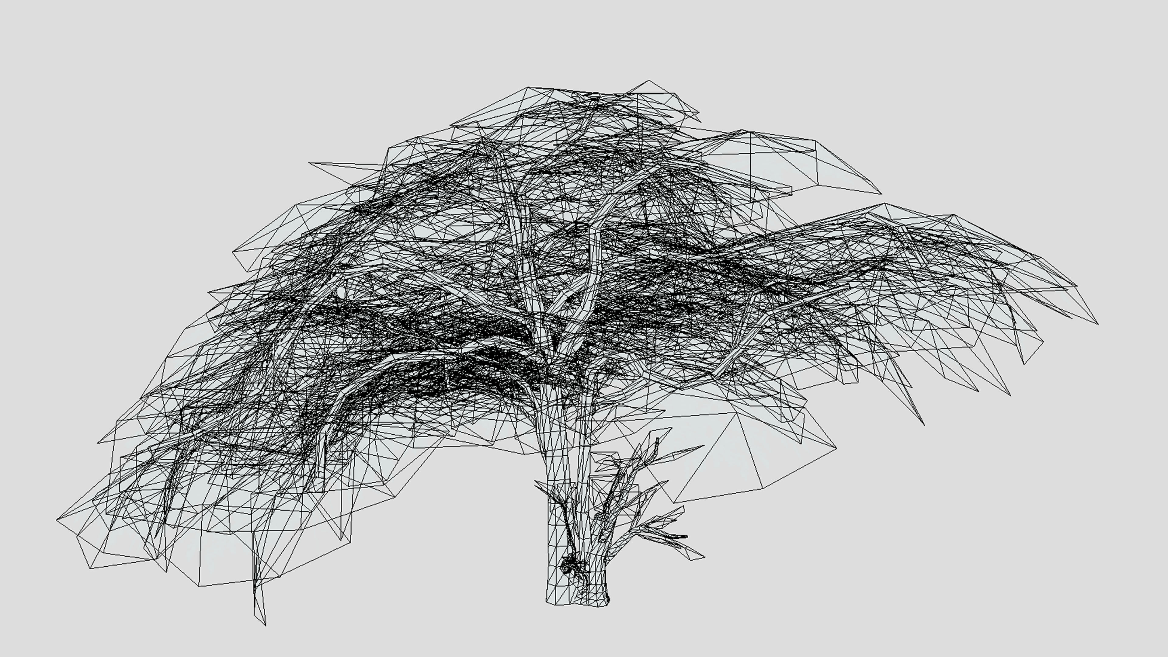 Acacia Tree-S13 3D model_7