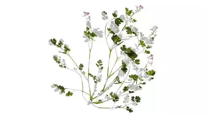 Anydrafts Corydalis edulis Atlas 10