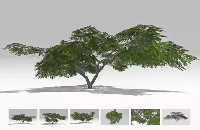 Acacia Tree-S14 Low-poly 3D model