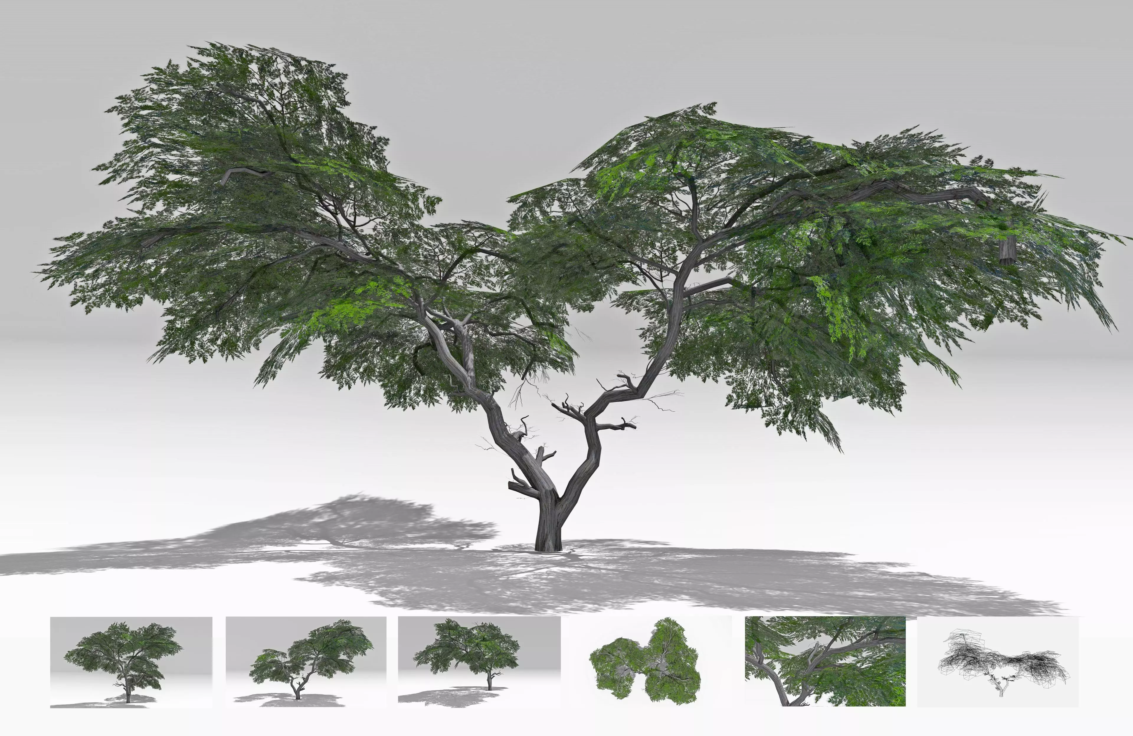 Acacia Tree-S15 Low-poly 3D model_0