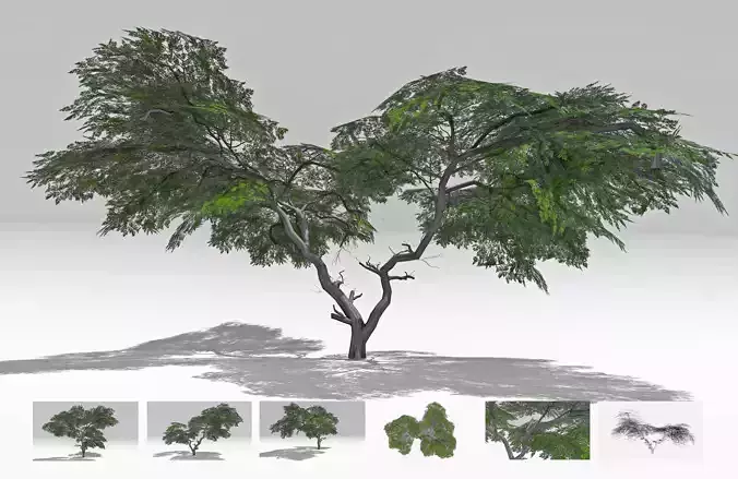 Acacia Tree-S15 Low-poly 3D model