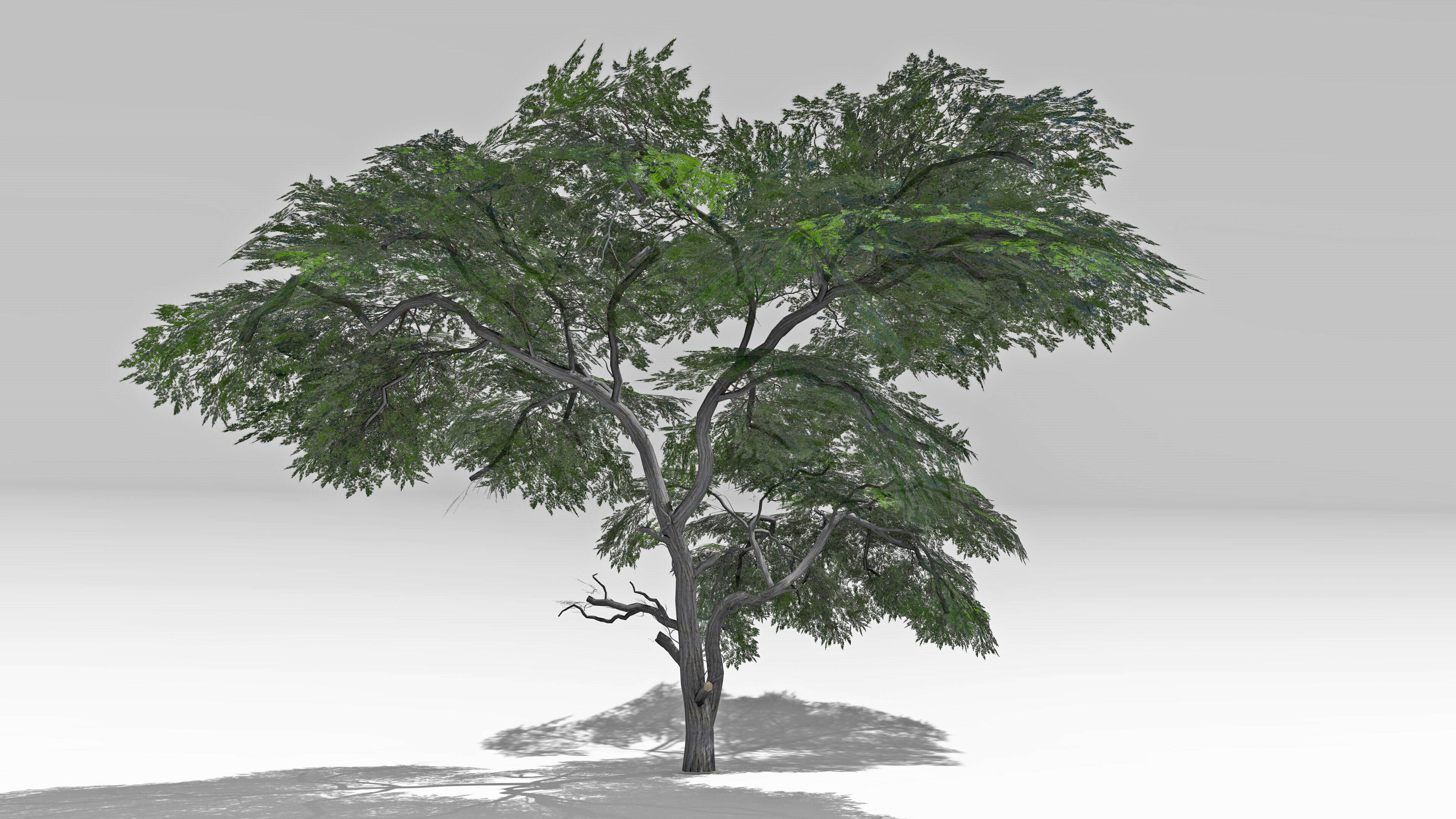 Acacia Tree-S15 Low-poly 3D model_2