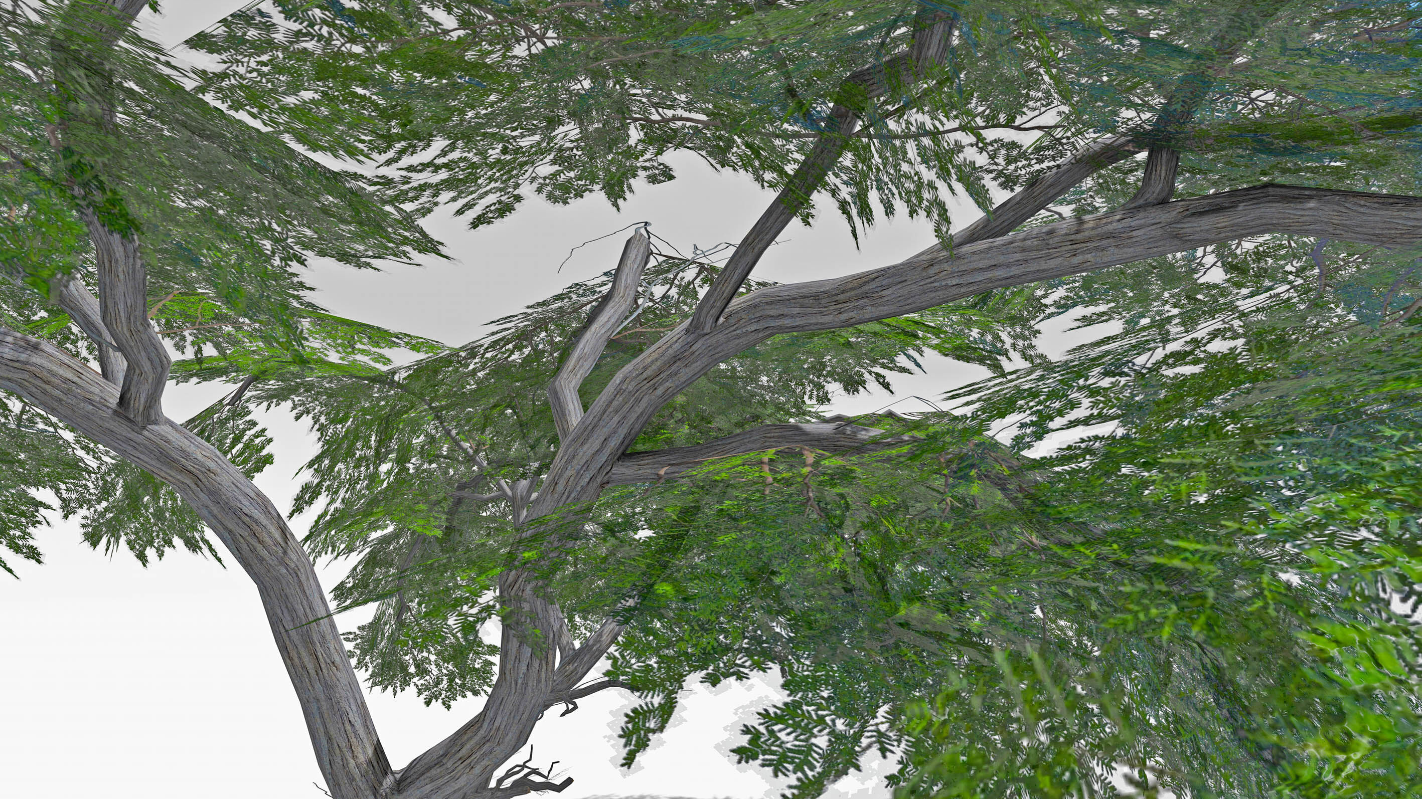 Acacia Tree-S15 Low-poly 3D model_6