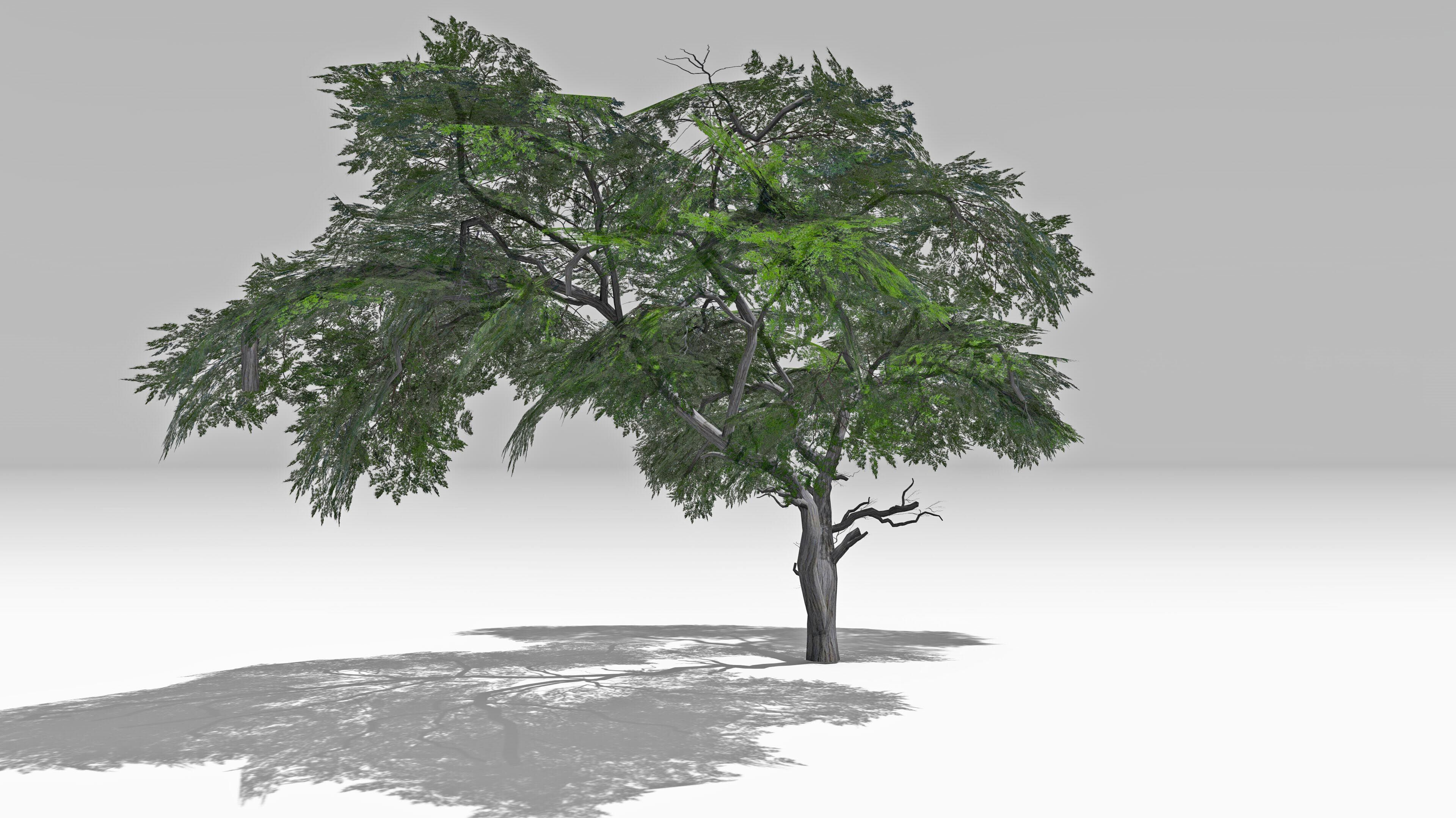 Acacia Tree-S15 Low-poly 3D model_4