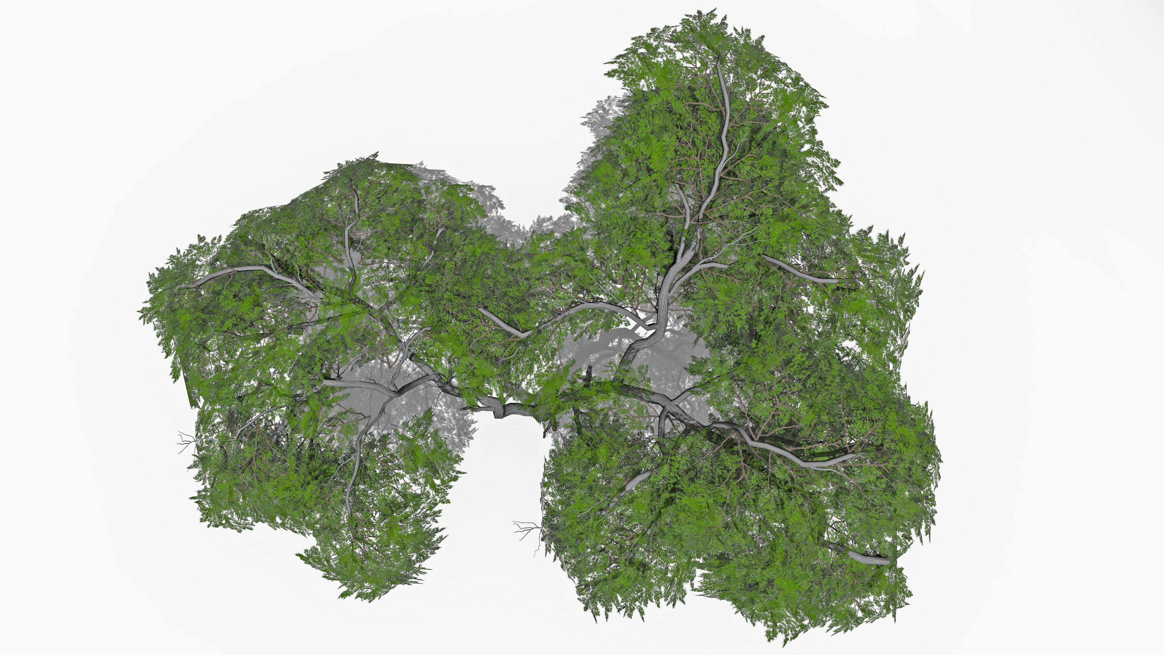 Acacia Tree-S15 Low-poly 3D model_5