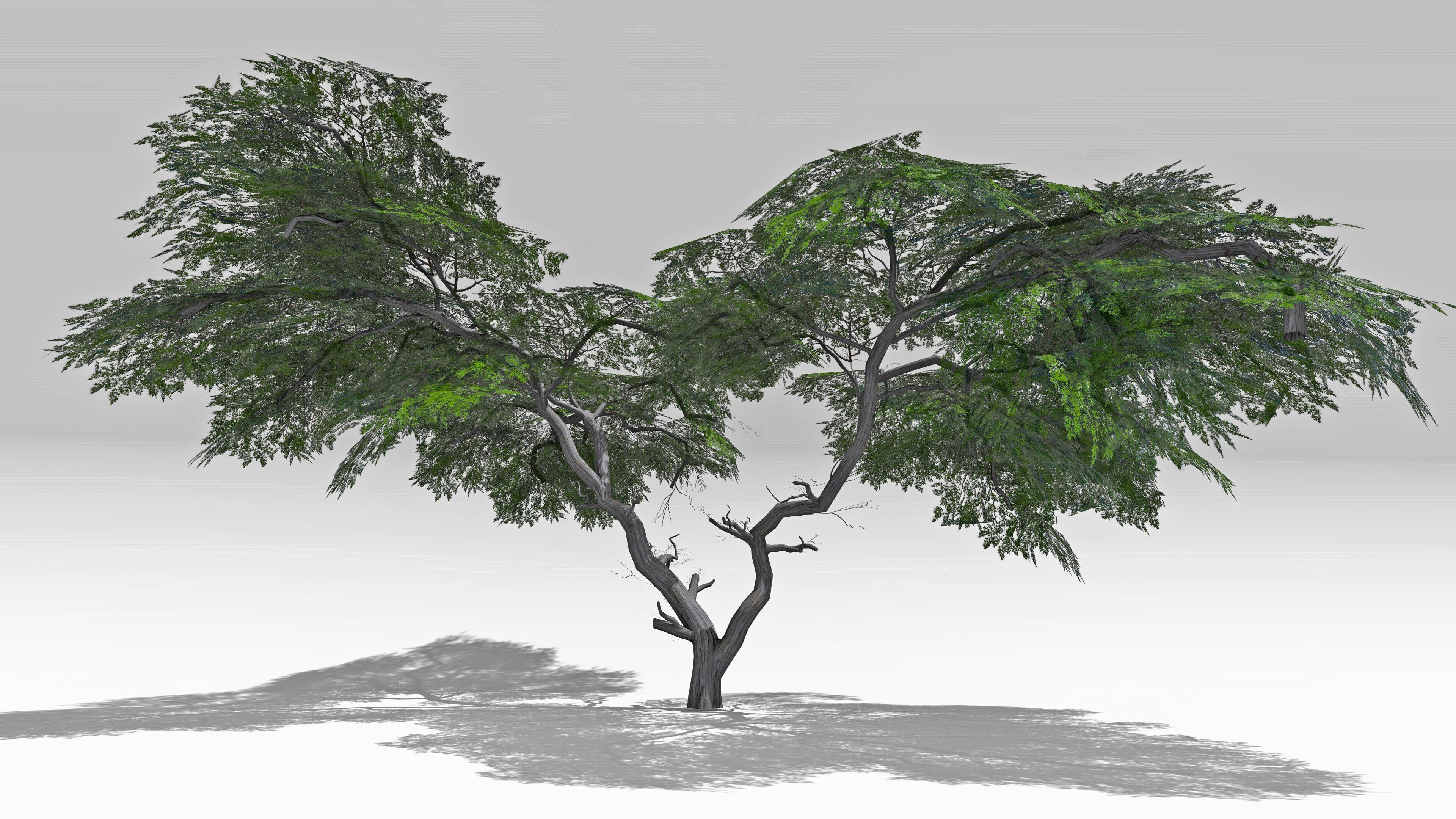 Acacia Tree-S15 Low-poly 3D model_1