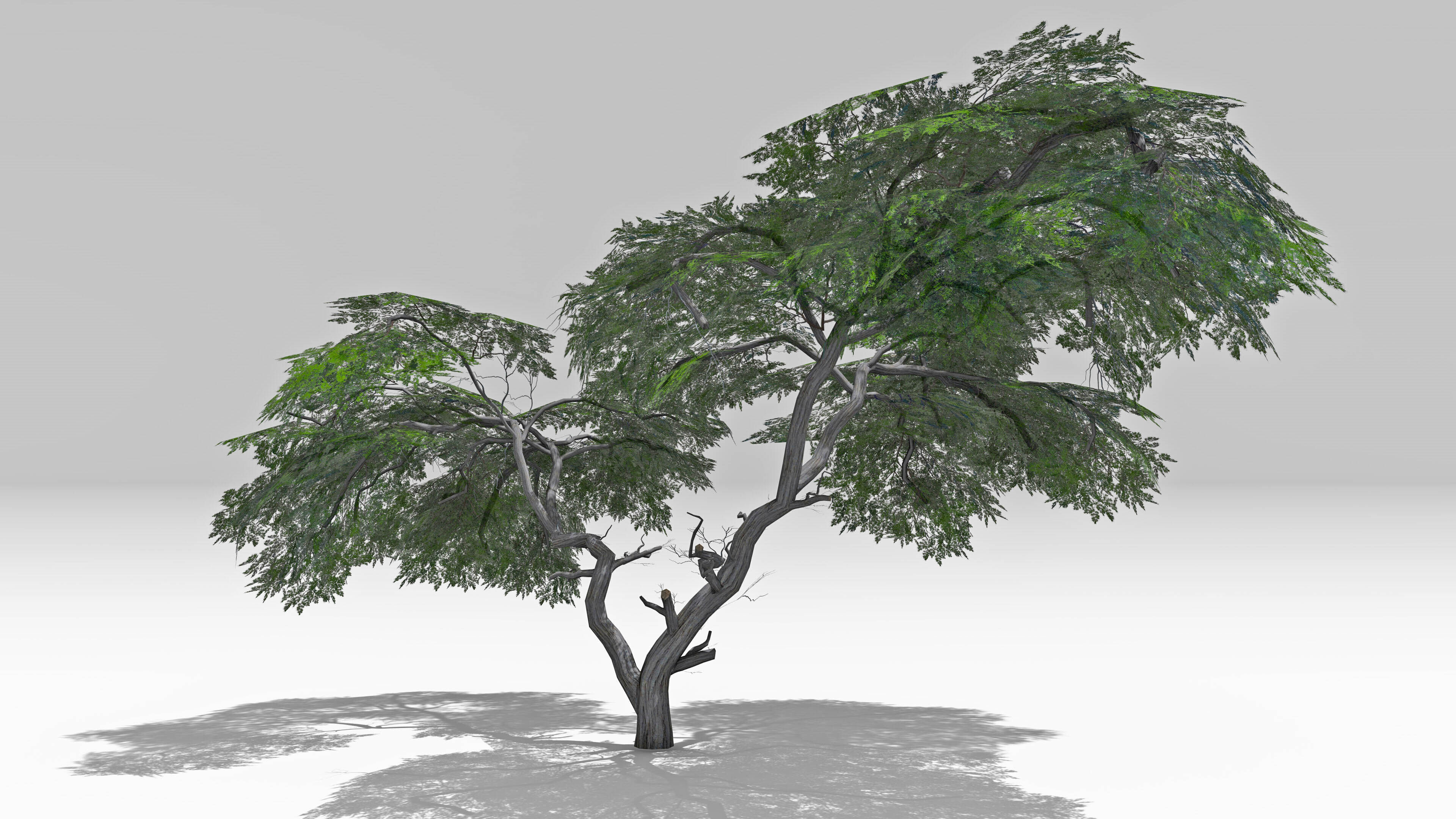 Acacia Tree-S15 Low-poly 3D model_3