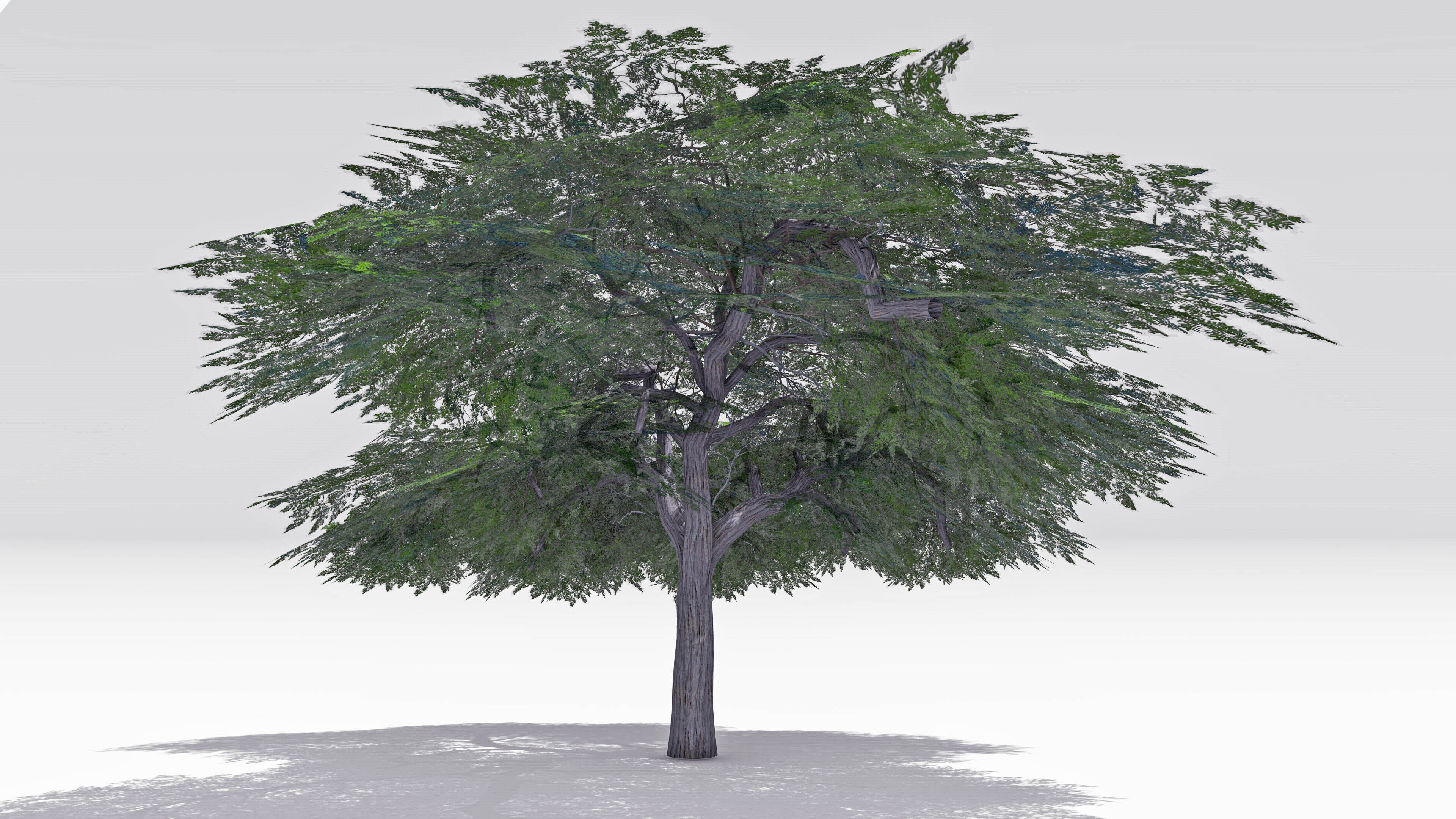 Acacia Tree-S16 Low-poly 3D model_3