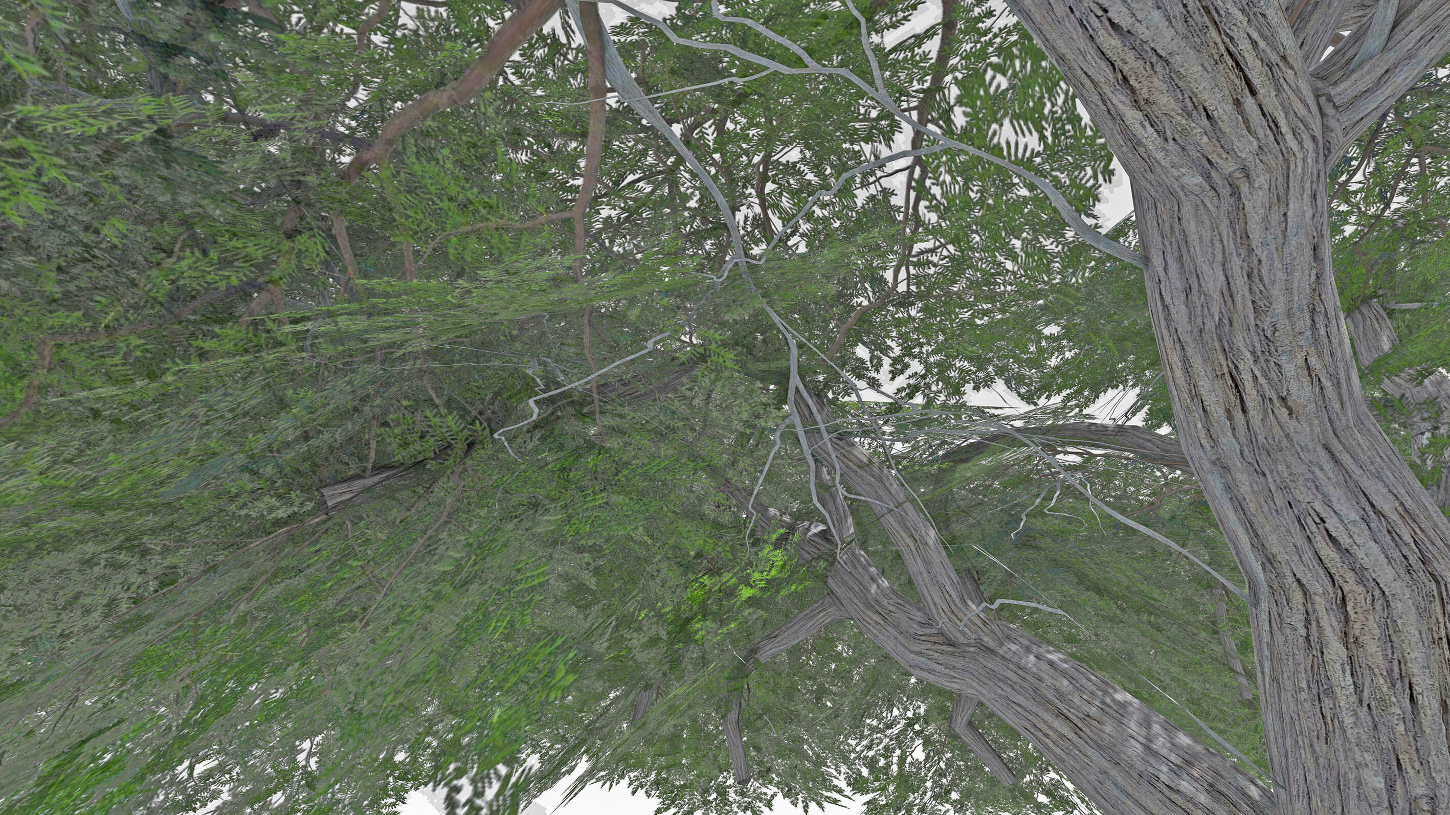 Acacia Tree-S16 Low-poly 3D model_6