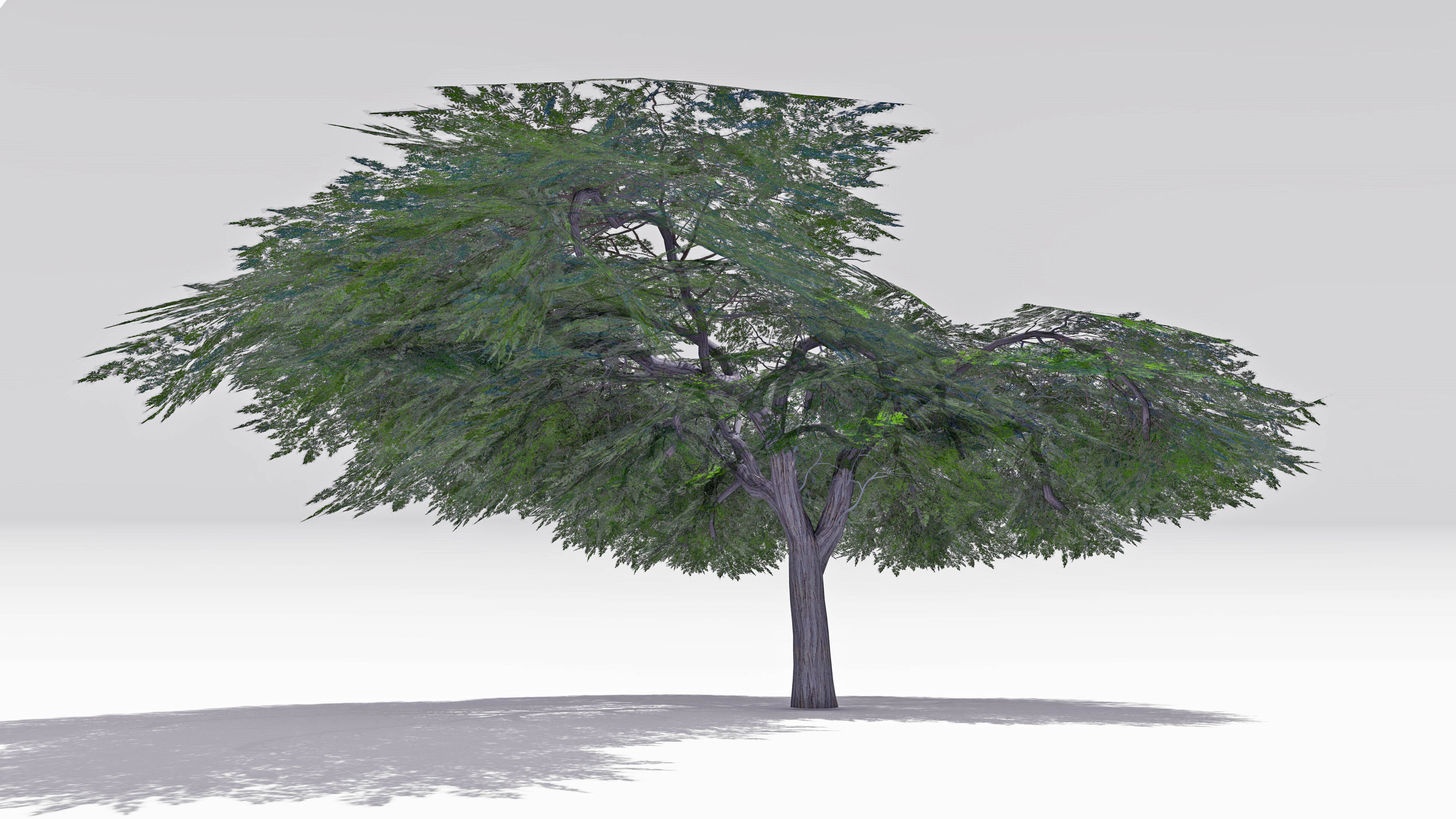 Acacia Tree-S16 Low-poly 3D model_4