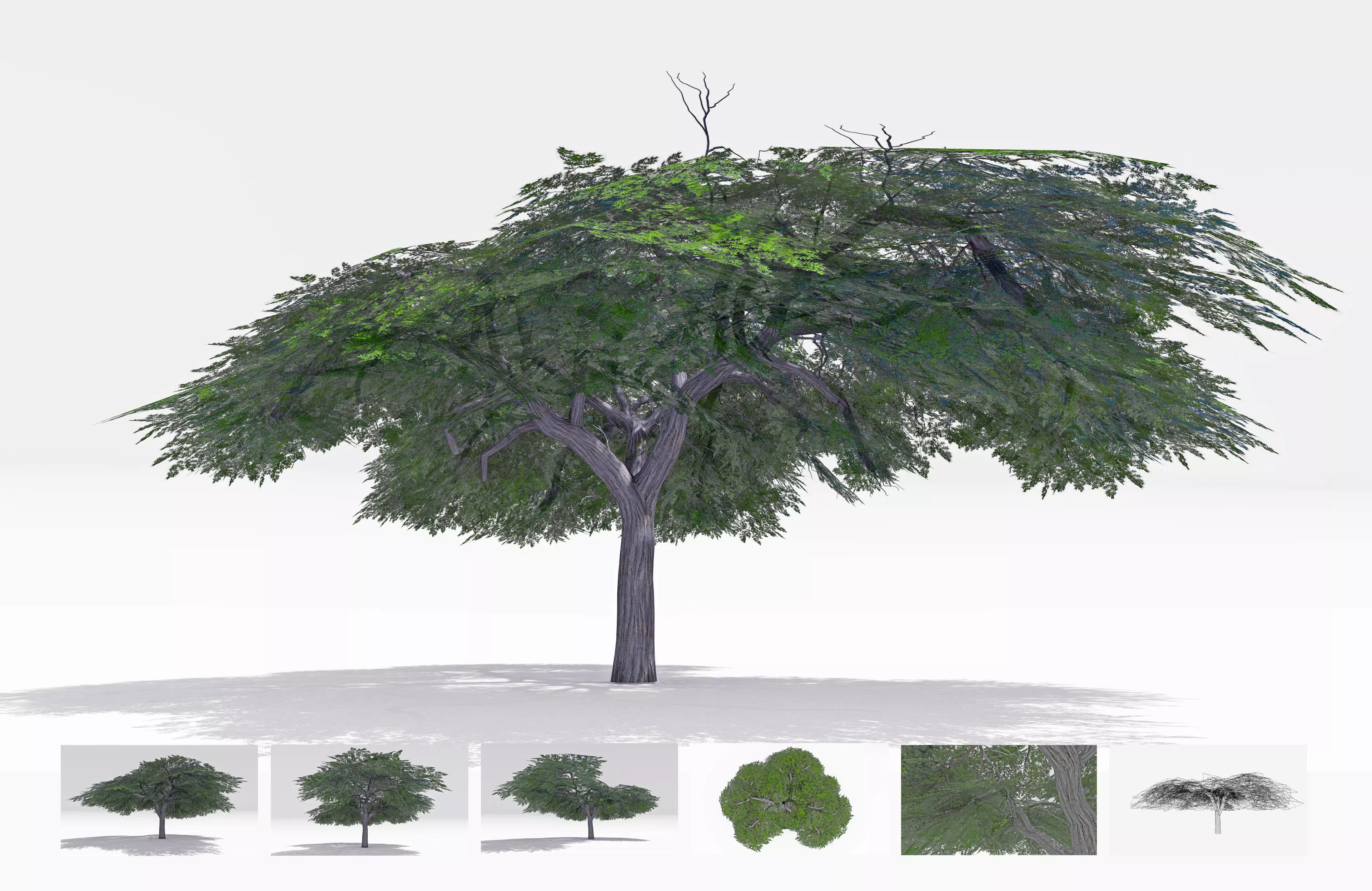 Acacia Tree-S16 Low-poly 3D model_0